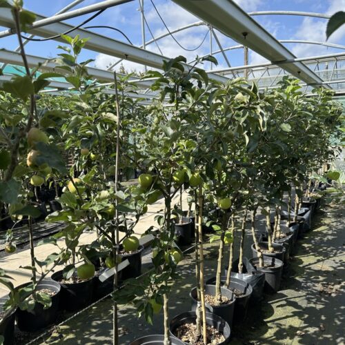 G Row fruit trees stock
