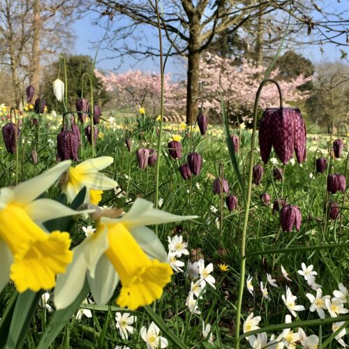 Godinton House spring 2017