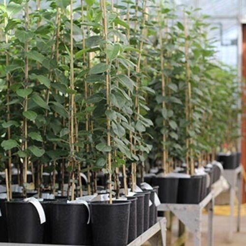 Grafting Workshop at Brogdale