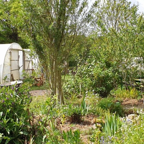 Green Farm Community Wildlife Garden 001