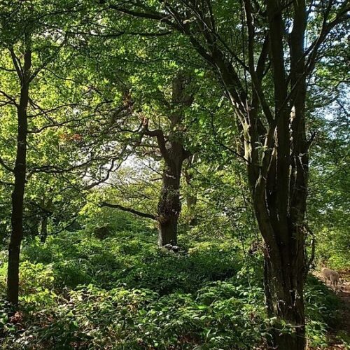 Green Farm woods CROP