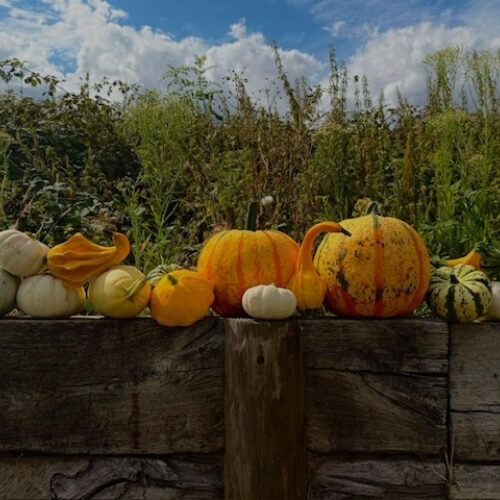 Groombridge pumpkins and field 2