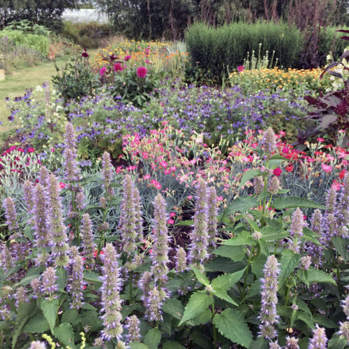 Grow Arrange Your Own Cut Flowers 1