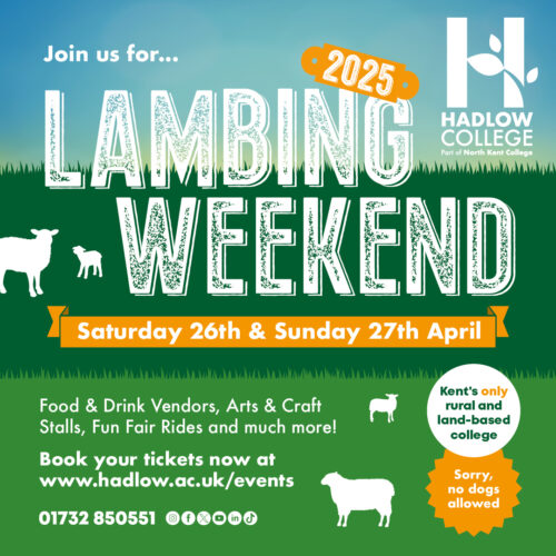 Hadlow Lambing 25 Instagram Grid Lambing 2025