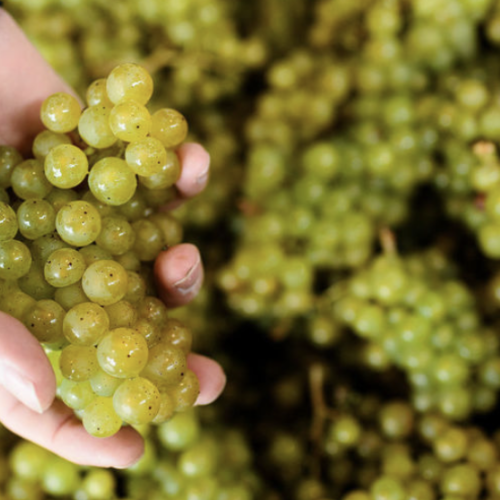 Harvest Estate Tour at Gusbourne 2023 08 09 at 16 35 27