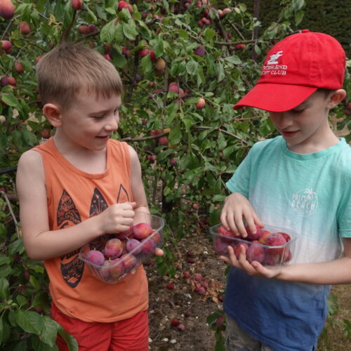 Harvesting fruit at Brogdale Collections