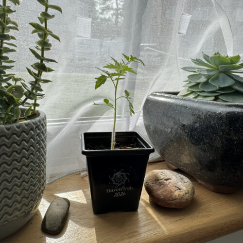 Havenweb seedling on windowsil