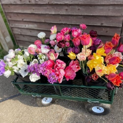 Hawkenbury Flower Farm pick your own flowers trolley
