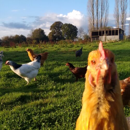 Home Gurrown IMG 20141110 083353963