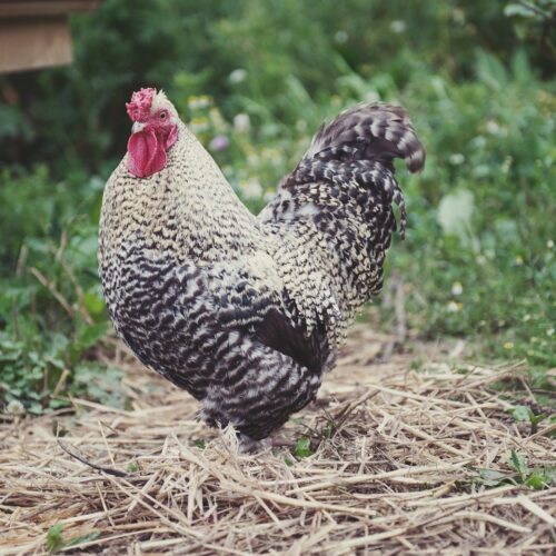 Introduction to keeping Chickens
