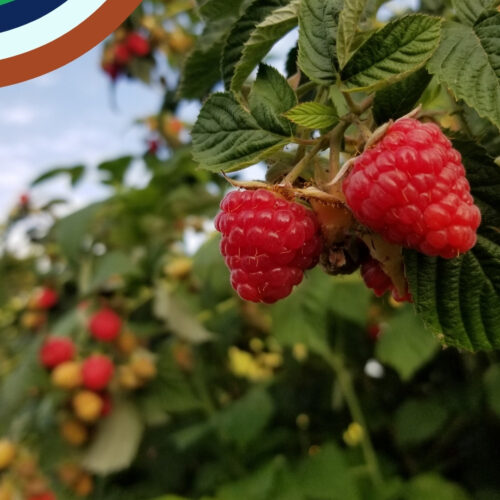 July 26 Discovery Box Raspberries