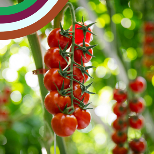 June 26 Discovery box cherry tomatoes on the vine