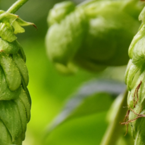 Kent Downs Kent pilgrims festival ale