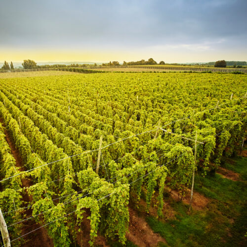 Kent Green Hop landscape