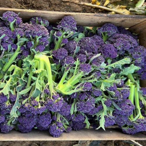 Kent Veg Box psb 2023 crate landscape