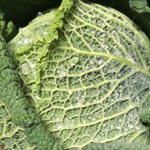 Kent Veg Box savoy las frost