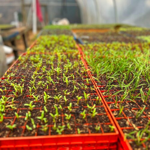 Kent Veg new plants k