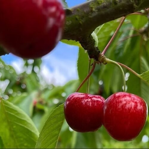Loddington Farm PYO Cherries 2025
