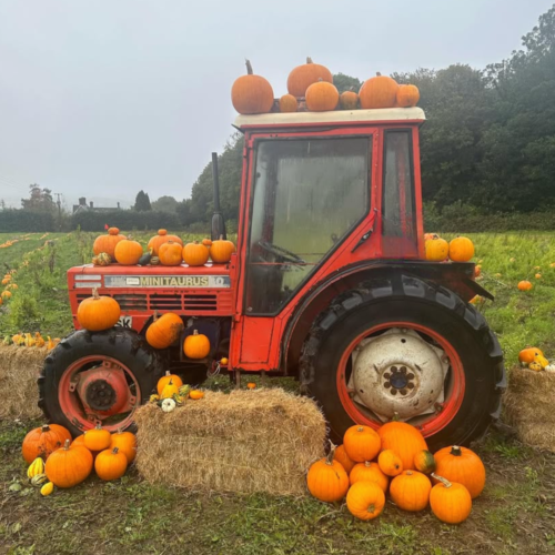 Loddington PYO Pumpkins