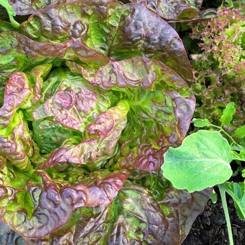 Lower Cock Ash Lettuce