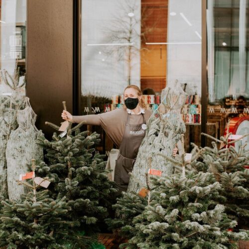 Macknade xmas trees 002 Sq