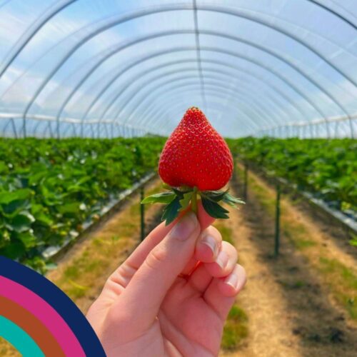 May 26 discovery Box Strawb