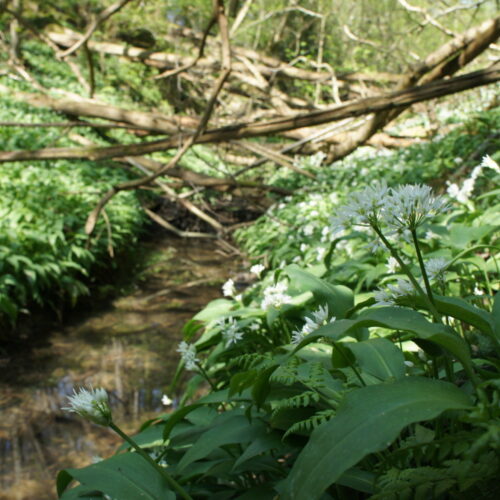 Morghew April Flavours Newsletter