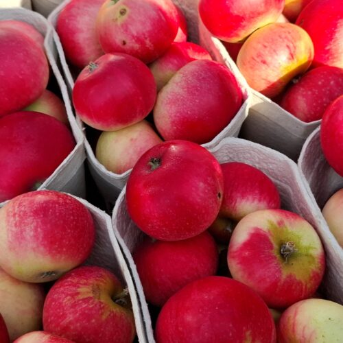 My Farmers Market Discovery Apples