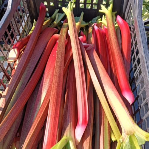 My Farmers Market Rhubarb