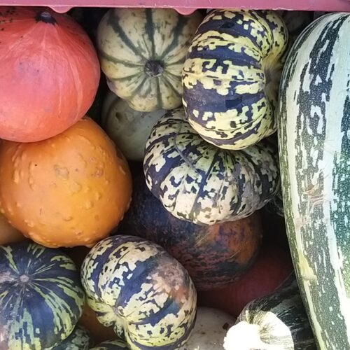 My Farmers Market Squashes