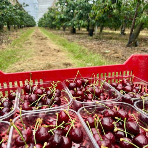 Myatts Cherries