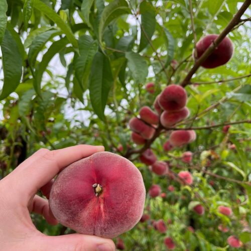 Myatts Nectarines