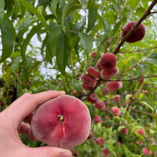Myatts flat peach1