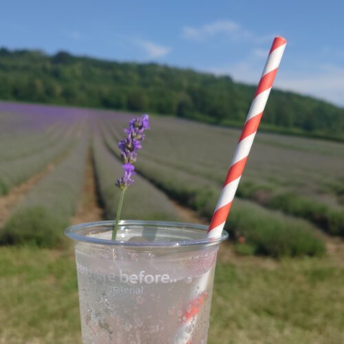Network and Lavender at Castle Farm June 26 cropped landscape