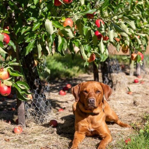 Nightingale Cider Haerfest