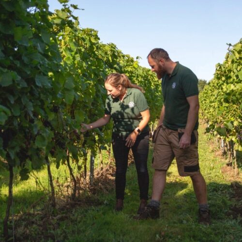 Nine Oaks Vineyard vine inspection Martyn