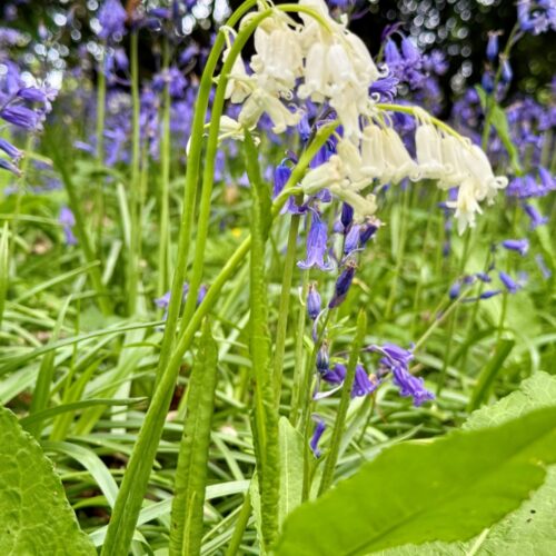 Oast Wood Wines Bluebells in the woods