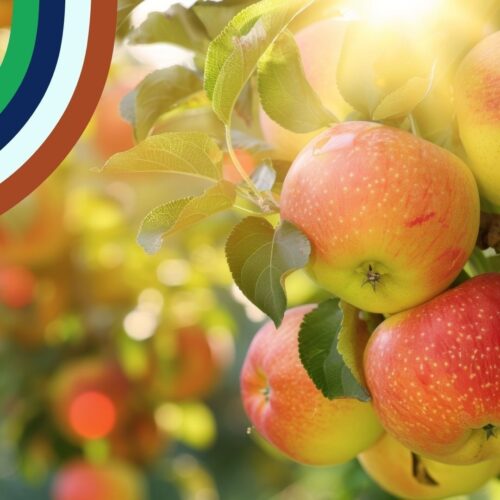 October 26 Disco Box apples