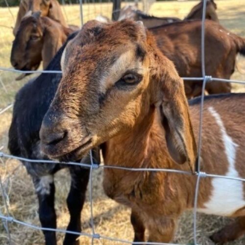 Oink Udder Goat Meat