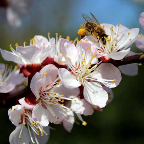 Orchard Activity Bee