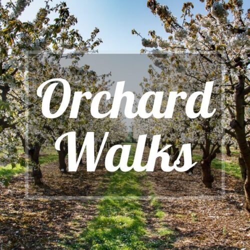 Orchard Walks