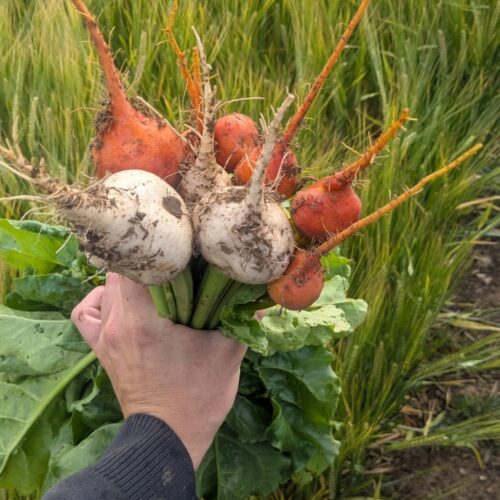 PXL 20250627 060934225