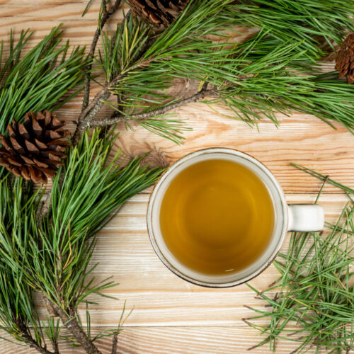 Pine Needle Tea Image 2