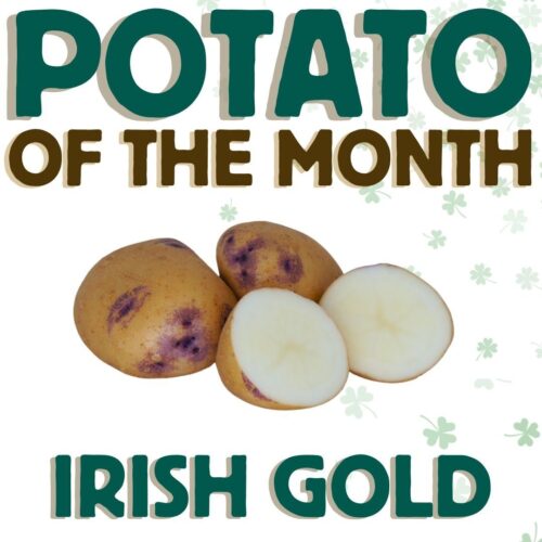 Potato Shop POTM March Irish Gold