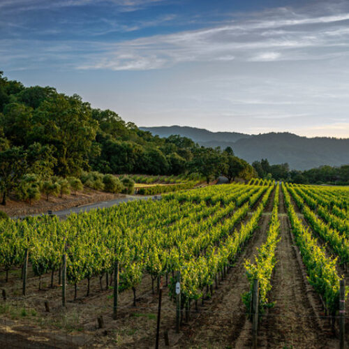 Print House Wine Women