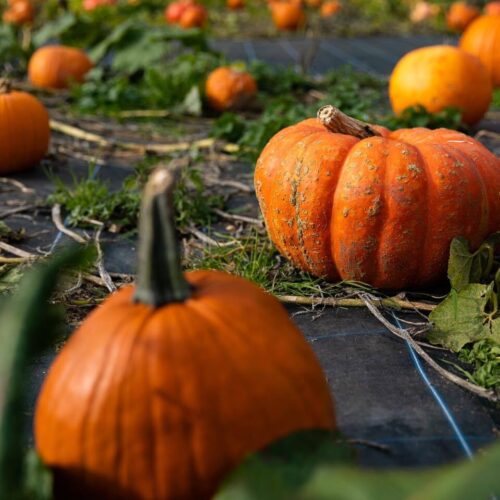 Pumpkin patch