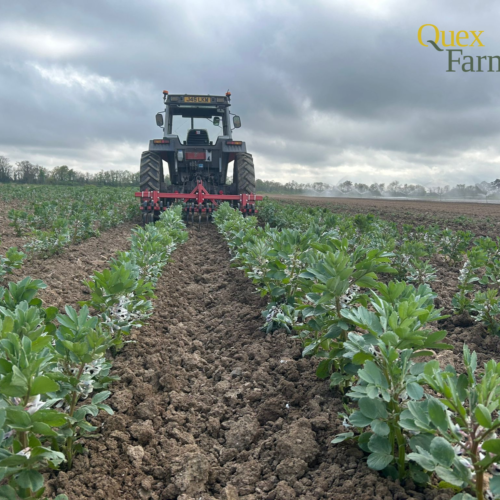 Quex BEANS 164