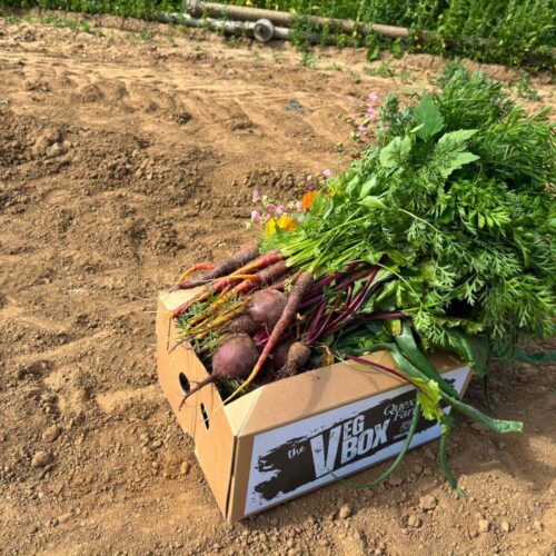 Quex Veg Box in field