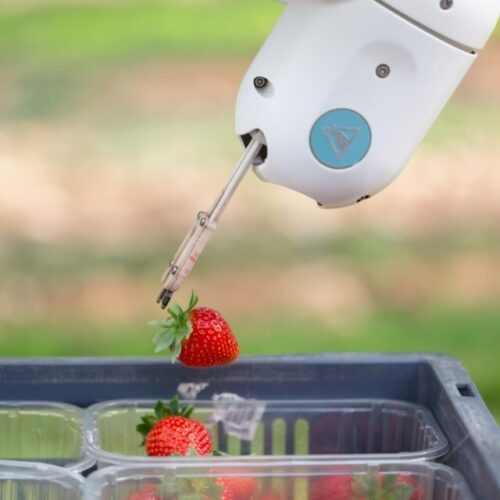 Dogtooth Robot 300824 Stepstone Imaging