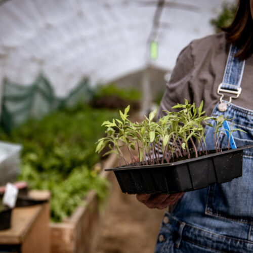 Seedlings at The Small Holding Key Quill